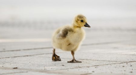 德国必邦提前多久服用