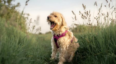 hope如何购买陪伴符