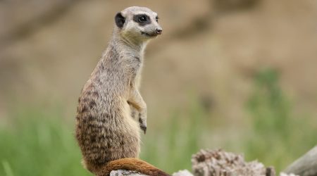 如何打开iis日志