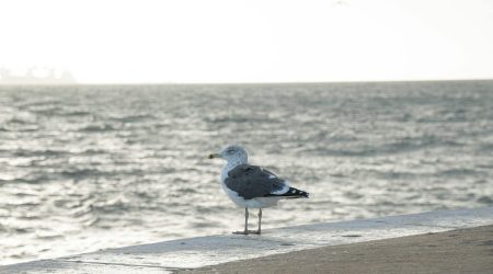 cardo如何设置中文