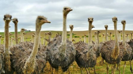 ostrich如何划分音节