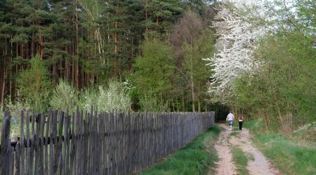 ai如何柔和路径节点