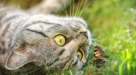 网站如何获得关注