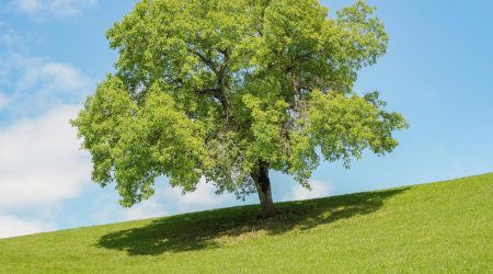 如何安装magento模板