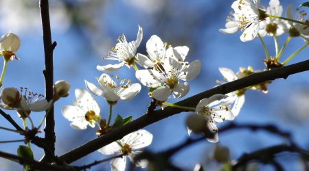 公信域名如何续费