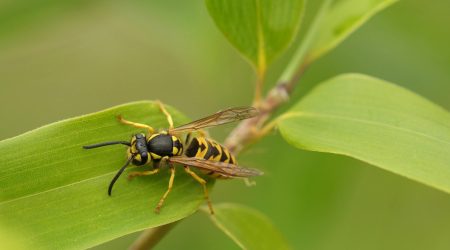 wamp如何运行php文件