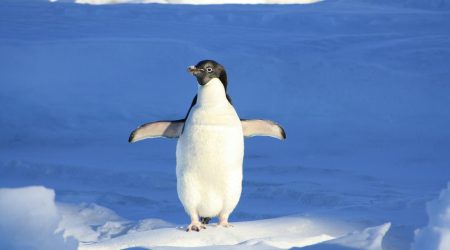 企鹅背单词如何用