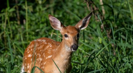 认证公司如何选域名