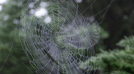 如何实现网页的表单