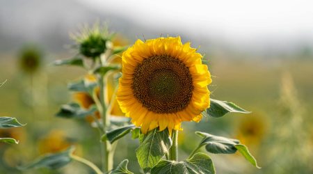 国数网如何注册