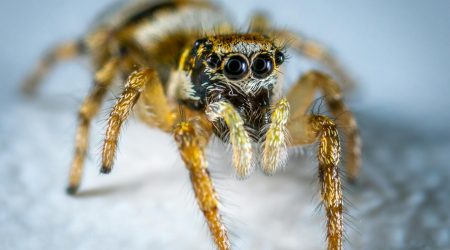 网络蜘蛛如何抓取页面