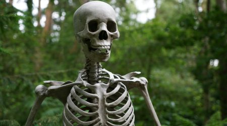 如何使用skeleton建造网页