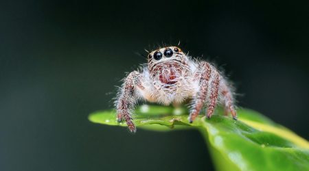 如何做好蜘蛛爬行