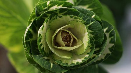 如何鉴别新紫甘蓝