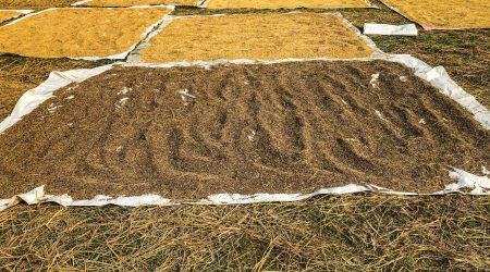 稻壳如何导入标签模板