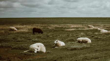 如何查欧盟商标证书