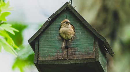 iis中如何绑定域名