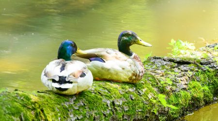 如何通过ftp关闭vps日志