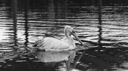 香港勃龙如何鉴别真假