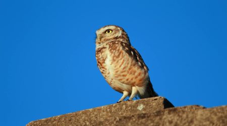 voa常速英语如何听写