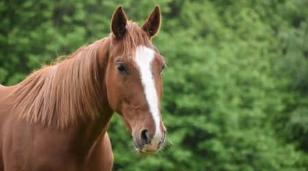 如何添加网站白名单