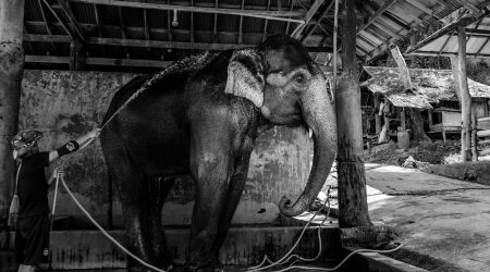 ps如何去人物留背景