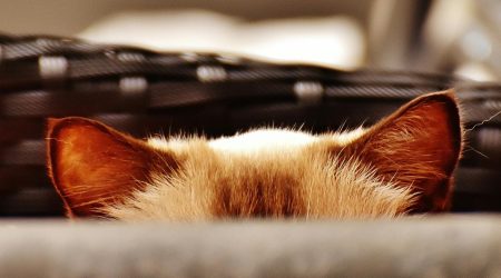 如何设置隐藏关键词