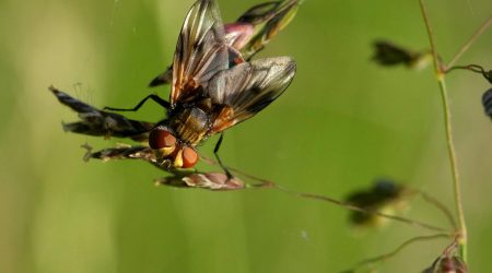 如何验证iis安装成功