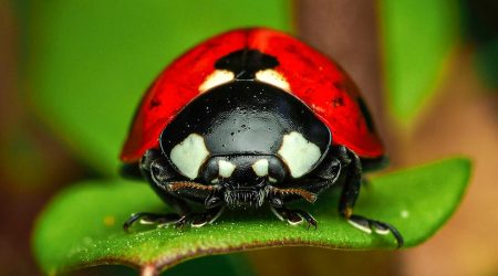 生物里crm是什么意思