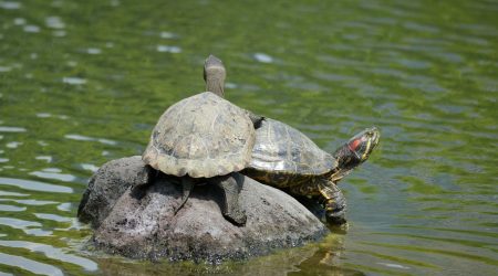 网站都有哪些类型