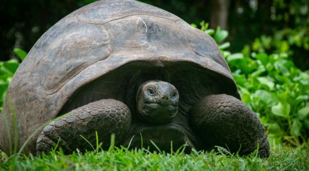 哪些figma性价比高