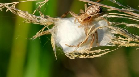 网页类型分类有哪些