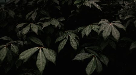 哪些网站是黑色背景