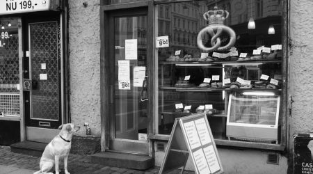 动物元音字母有哪些