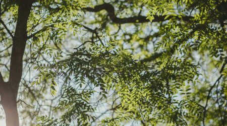 同义生字有哪些