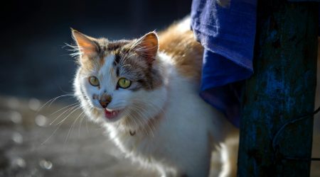 智能推广方法有哪些