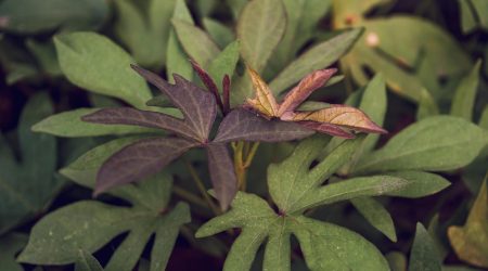 ps怎么把位图变矢量图