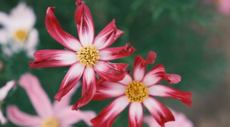 div里的字怎么居中显示图片