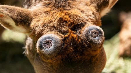 ps时间轴怎么实现物体放大缩小