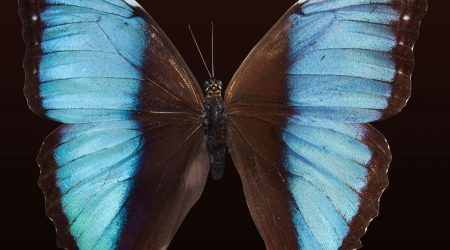 ps中怎么样做天使翅膀