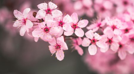 怎么通过域名的id查到注册者