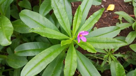 网上的神根1号怎么样