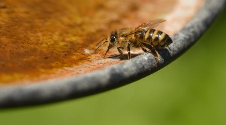 雄蜂之源的功效怎么样