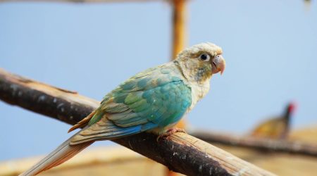 奥卡驱鸟器怎么样