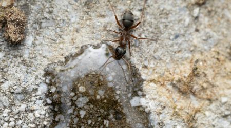 蚂蚁宽带怎么样