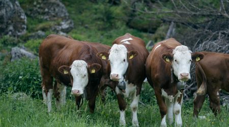 php中网站不同模板后台逻辑代码怎么管理