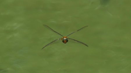 css鼠标经过事件怎么直接写在div里