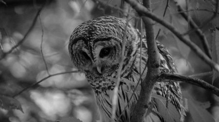 怎么用css样式为网页做竖杠