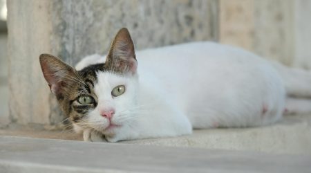 怎么用id和class调用div中的内容