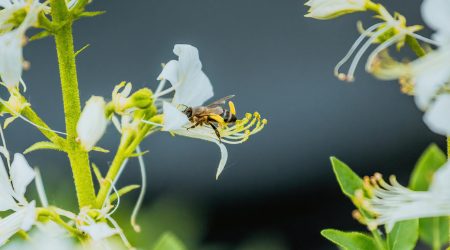安装好的wamp5怎么开启gd库